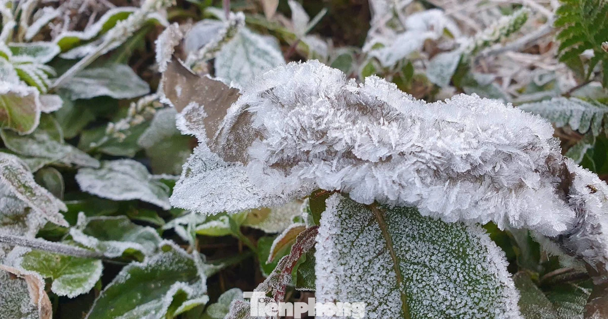 Âm 5 độ C, miền núi Nghệ An xuất hiện băng giá