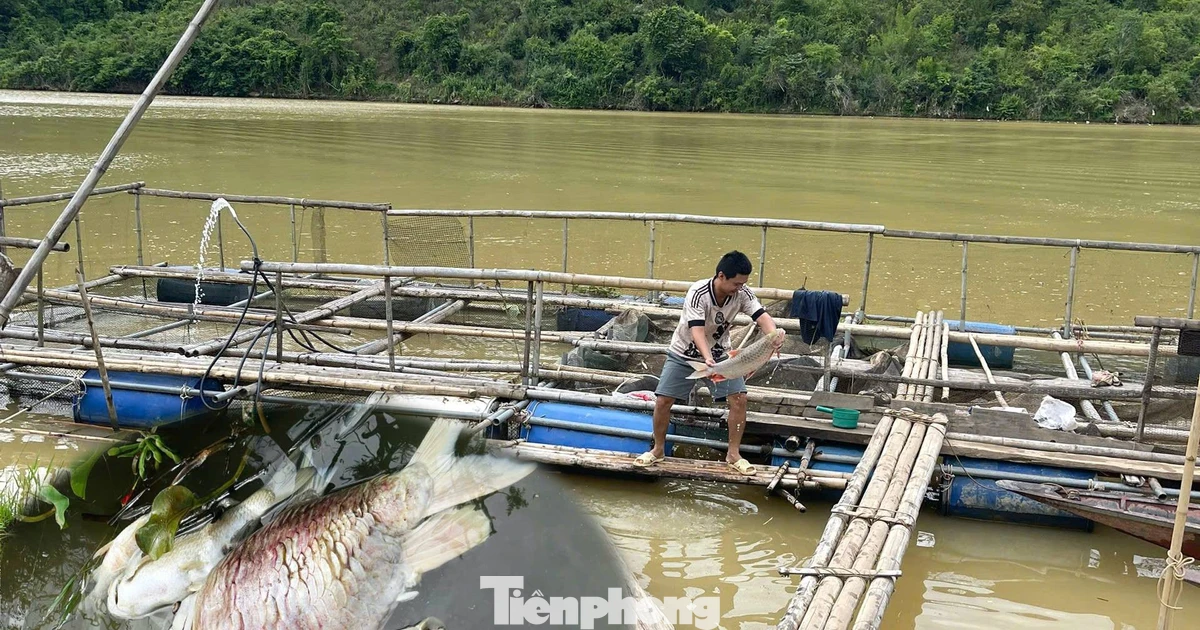 Cá nuôi lồng trên sông Lam chết bất thường, người dân thiệt hại lớn