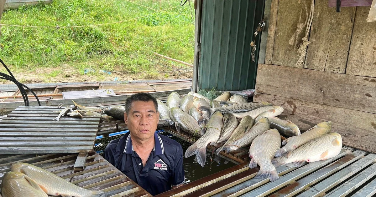 Sở Nông nghiệp Môi trường lên tiếng vụ cá chết nhiều trên sông Lam ở Nghệ An