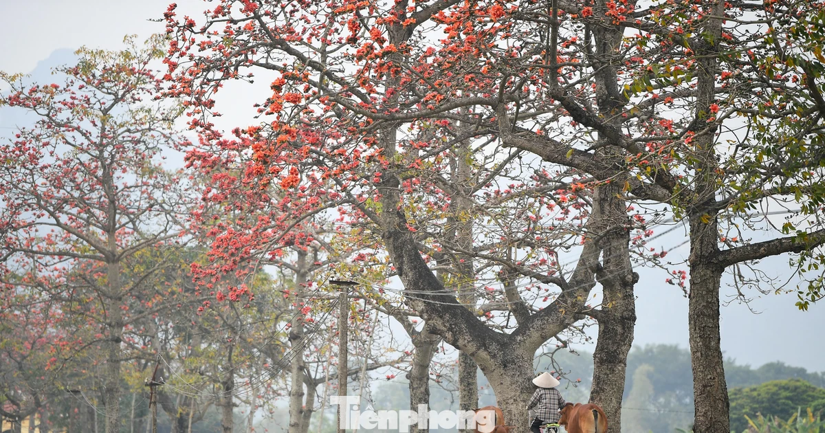 Ngẩn ngơ trước con đường hoa gạo đỏ rực ở Hà Nội