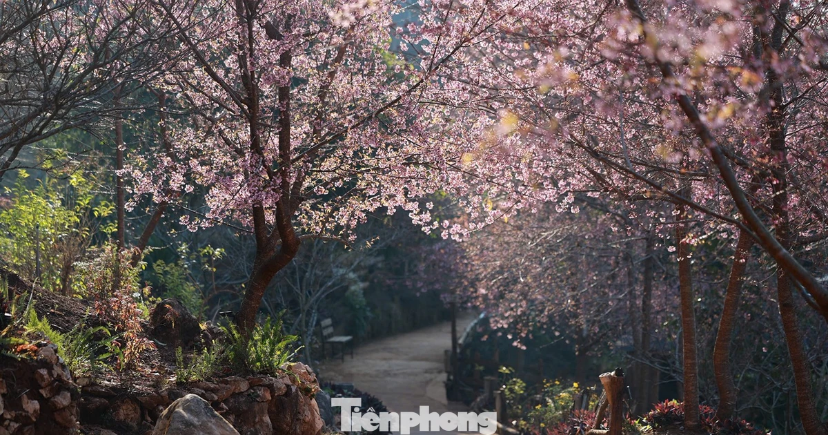 Mai anh đào trên cao nguyên Mộc Châu vào mùa đẹp nhất năm