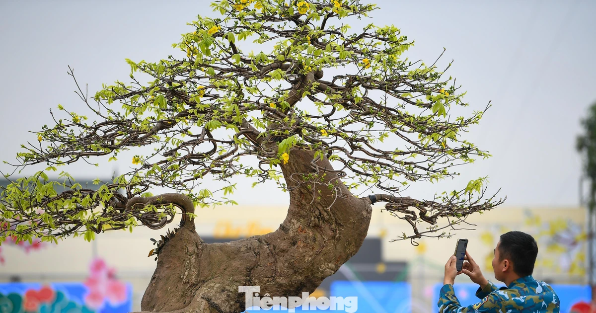 Chiêm ngưỡng hàng trăm gốc mai vàng Yên Tử giá trị tiền tỷ tại Quảng Ninh