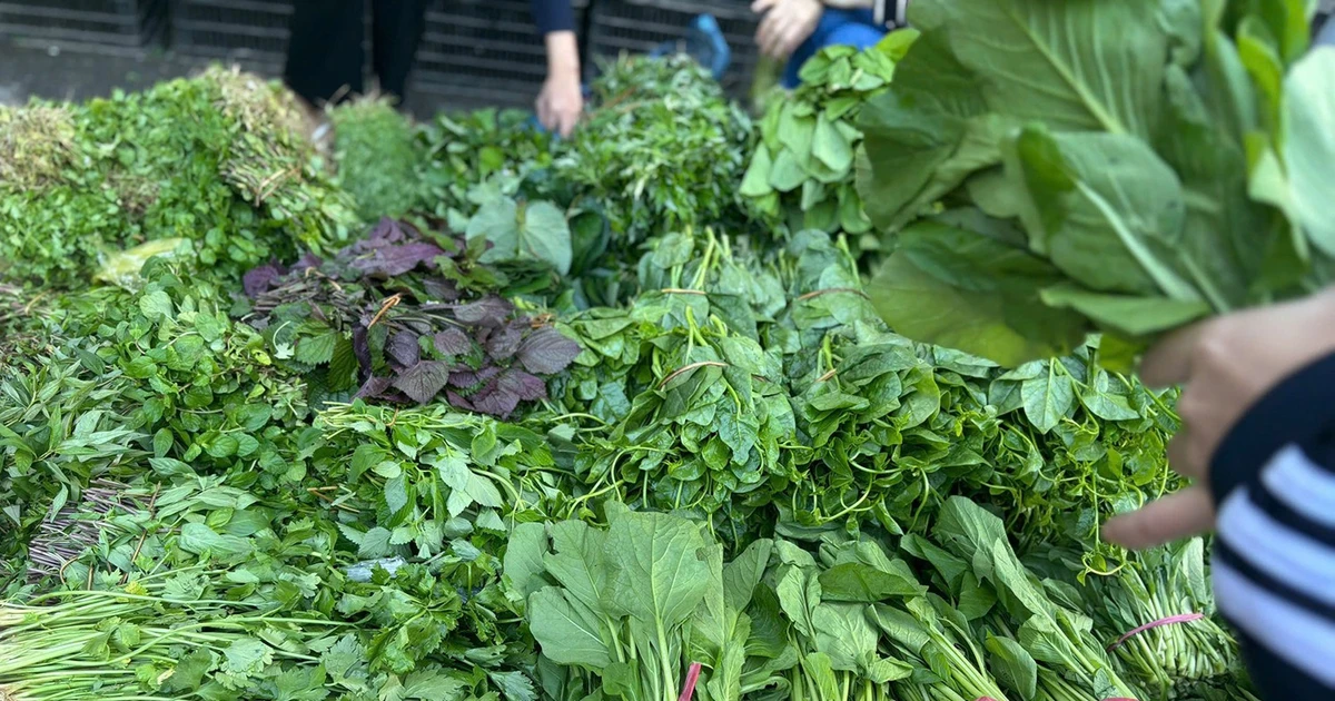 Rau tăng giá, người Hà Nội tự làm giá đỗ, rau mầm, thiết kế bữa ăn '3 món còn 2'