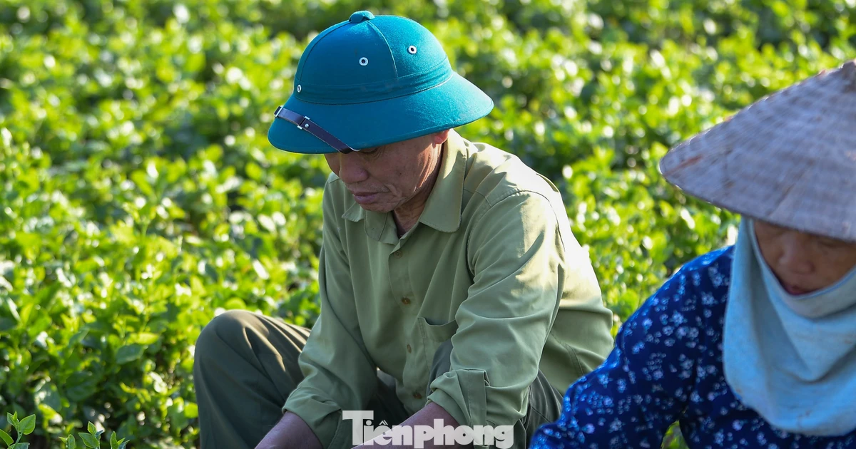 Nhịp sống bình lặng của nông dân Tiền Lệ giữa mùa rau tăng giá