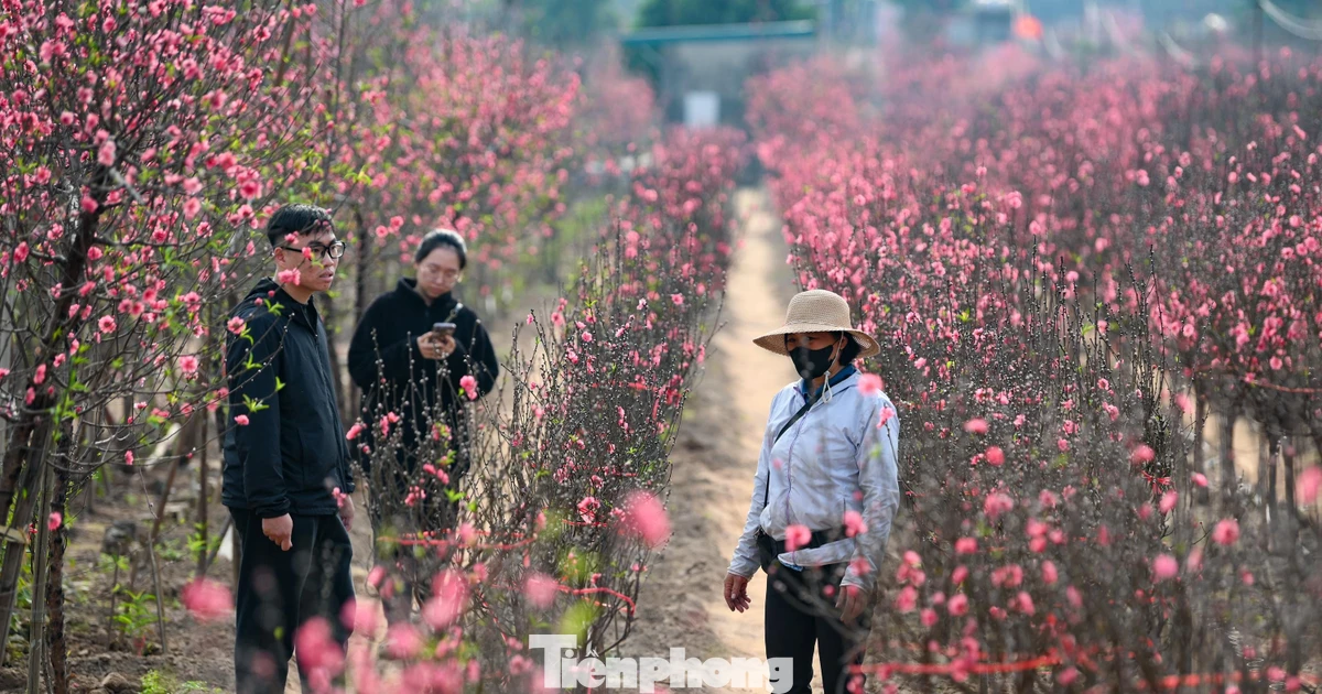 24 tháng Chạp: Đào nở sớm, khách thưa thớt, làng Nhật Tân như... mất Tết