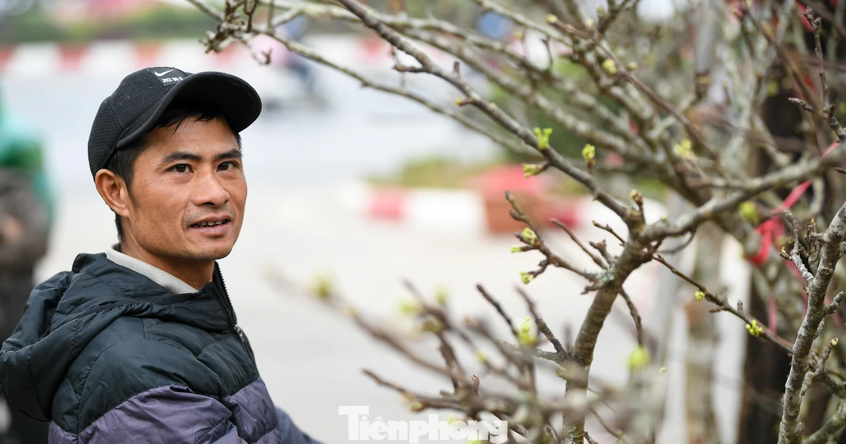 Theo chân tiểu thương ăn ngủ cùng đào quất ở chợ hoa Tết Hà Nội