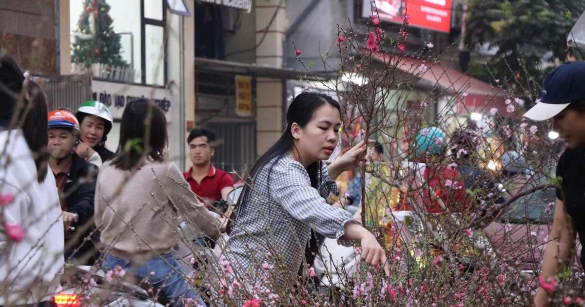 Đào cành mini ‘lên ngôi’ dịp cận Tết