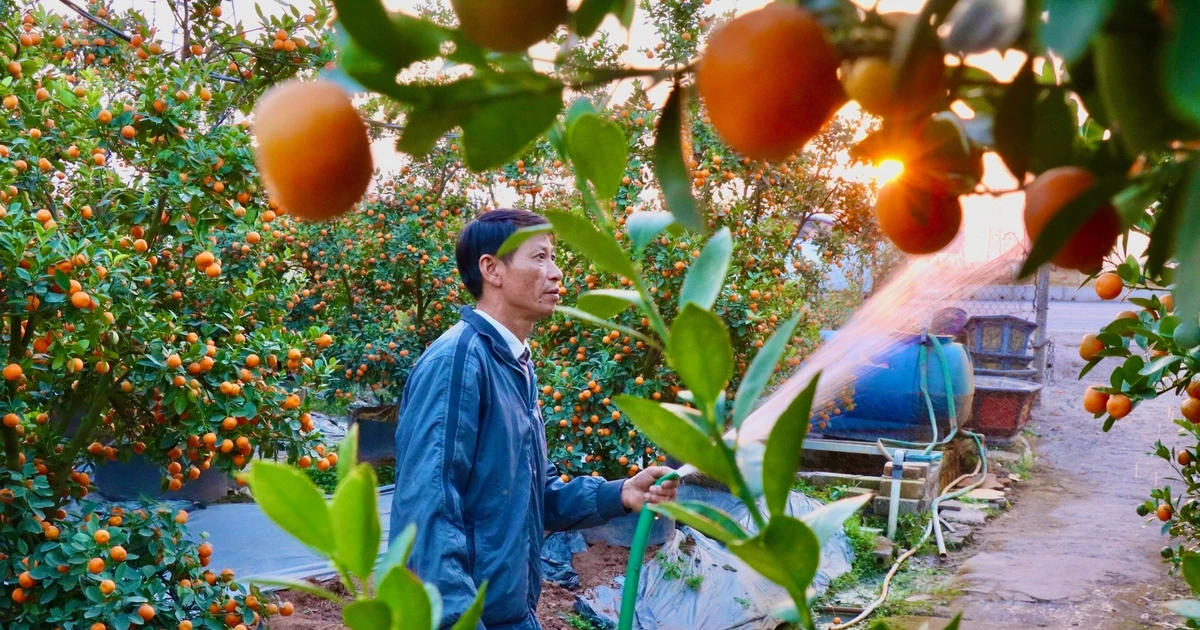 'Thủ phủ' quất, bưởi cảnh Văn Giang tất bật chuẩn bị vụ Tết