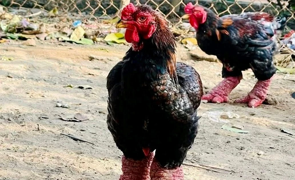 Hàng tuyển 'gà tiến vua' ở Hưng Yên đắt khách