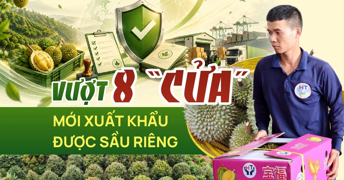 Doanh nghiệp phải vượt 8 'cửa' mới xuất khẩu được sầu riêng