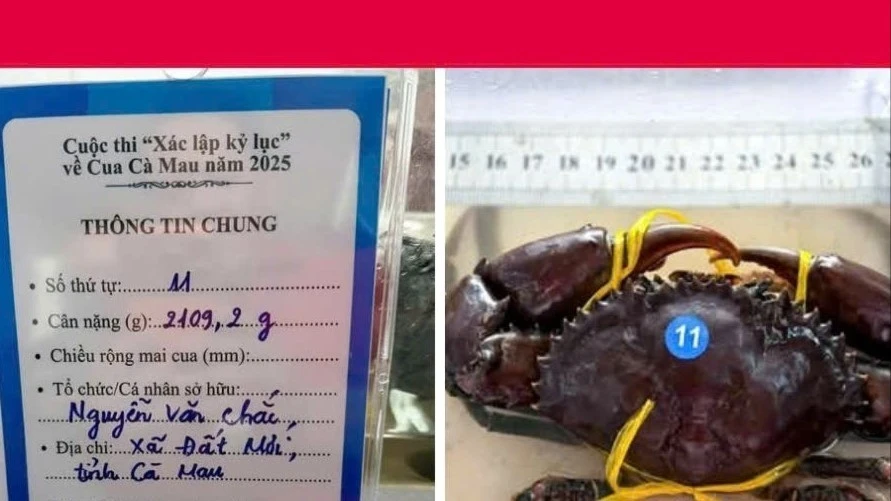 'Vua cua' Cà Mau suýt mất ngôi phút chót