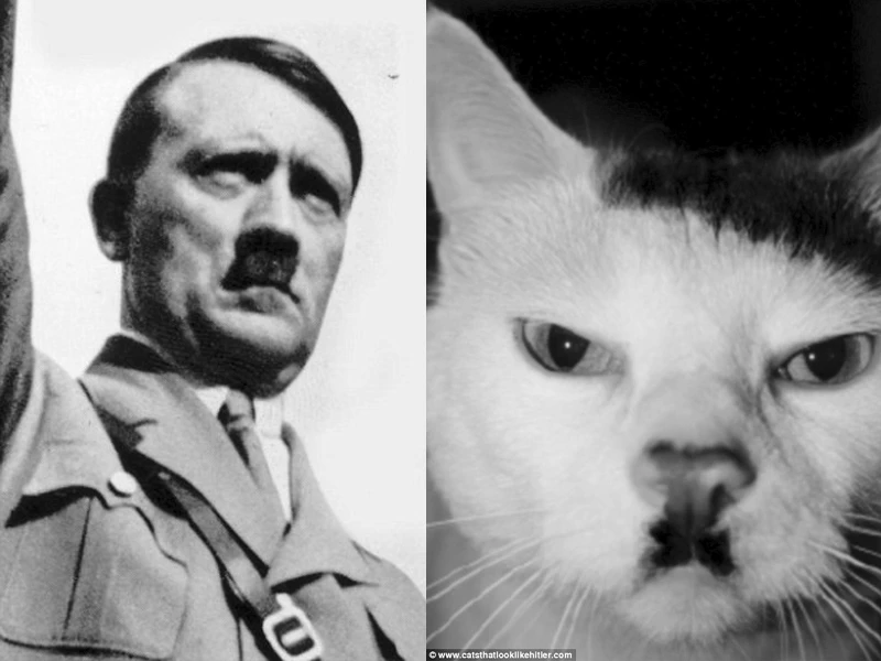 Mèo có ria mép giống... Hitler | Báo điện tử Tiền Phong