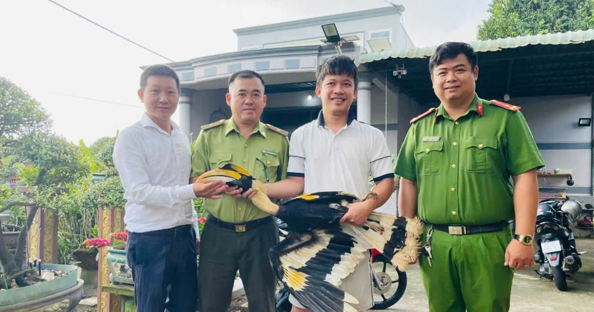 Đang tưới cây, con chim màu đen bay vào, không ngờ là Hồng Hoàng quý hiếm