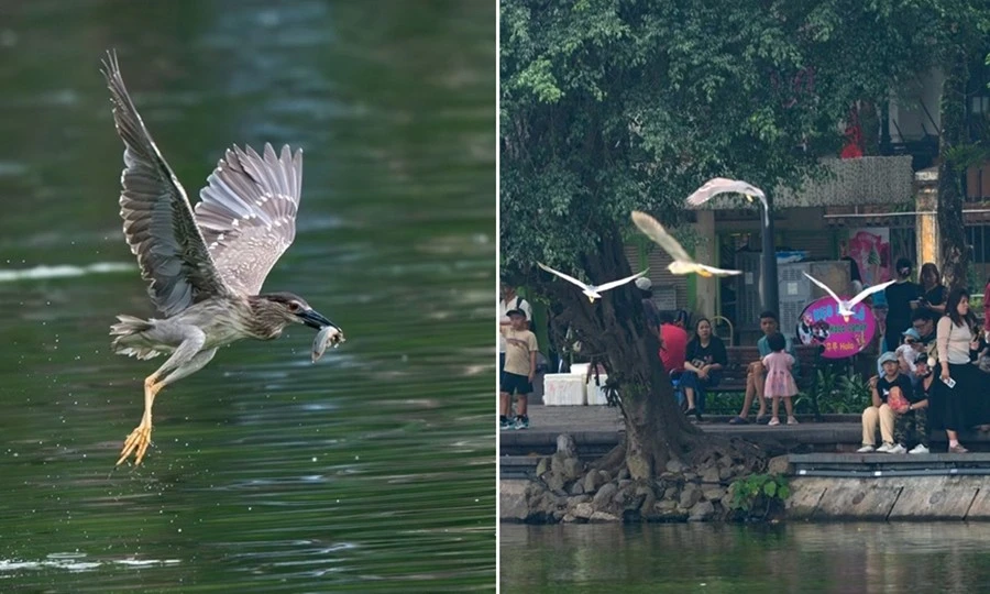 Vì sao hàng trăm cá thể chim hoang dã bất ngờ xuất hiện ở Hồ Gươm (Hà Nội)?