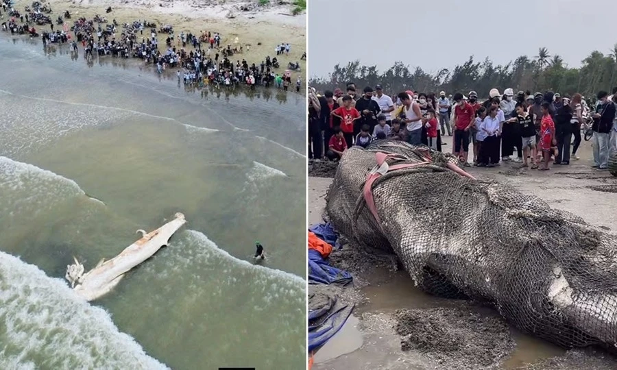 Hiện tượng cá voi 5 tấn dạt vào bờ biển Nghệ An có thể giải thích thế nào?