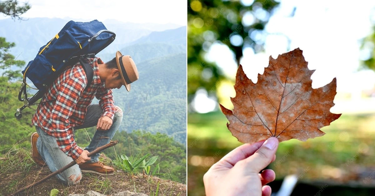 Vì sao nhiều người dặn không nên mang bất cứ thứ gì từ rừng, núi về nhà?