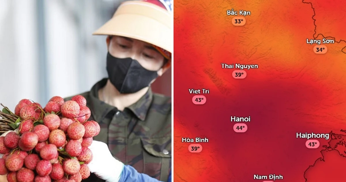 Vì sao người xưa tin rằng mất mùa vải thì mùa Hè hạn hán, liệu có đúng không?