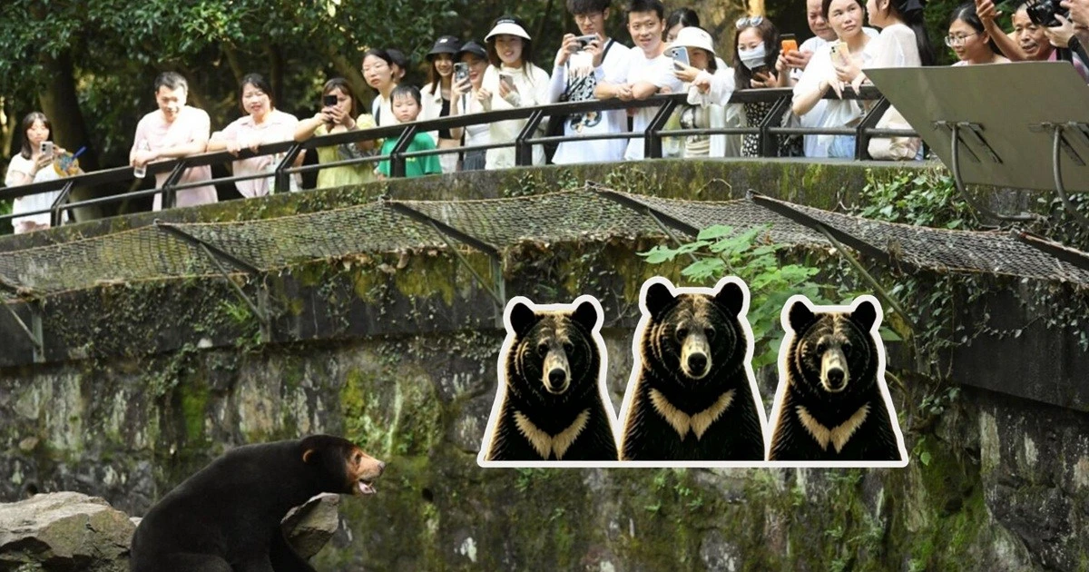 Vườn thú ở Trung Quốc tuyển người đóng giả gấu đen: Có một yêu cầu rất lạ