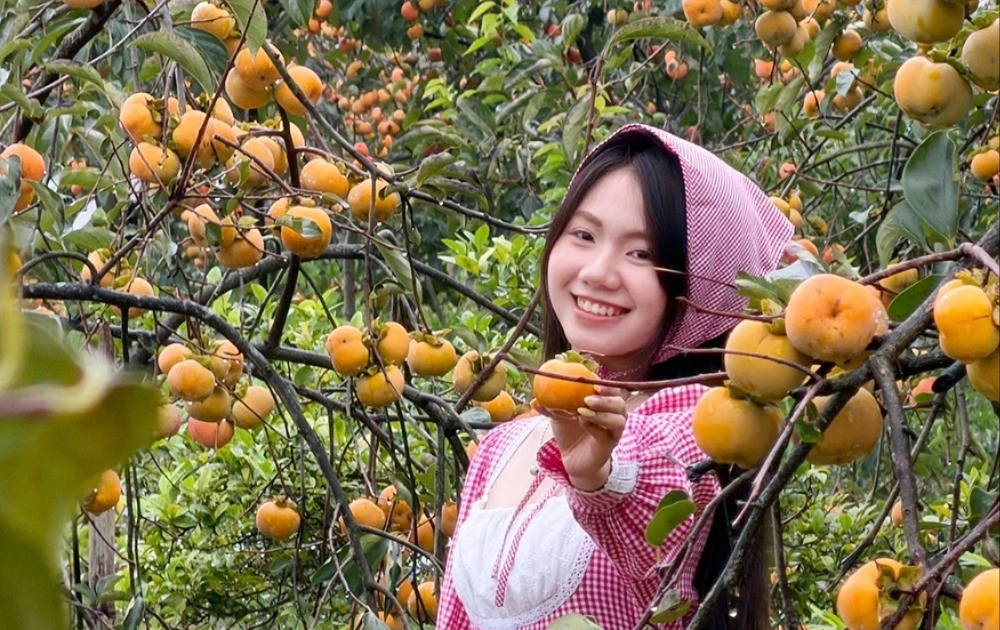 Mộc Châu mùa hồng chín, ai đến cũng ngẩn ngơ