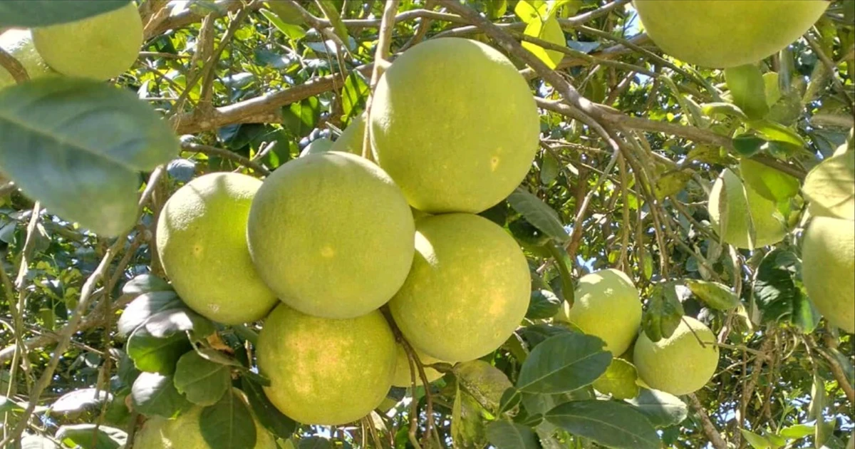 Huế vào mùa quả ngọt thanh, ruột giòn, hương thơm đặc trưng không nơi nào có được