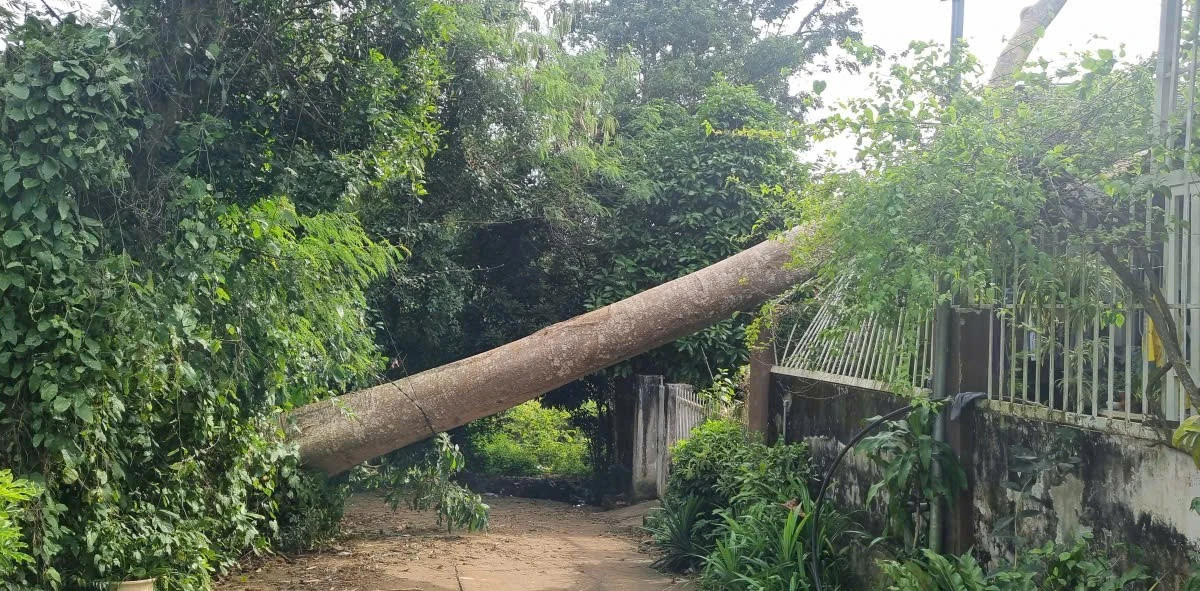 Cây cổ thụ bật gốc, đè sập phòng khách nhà dân ở Đắk Lắk
