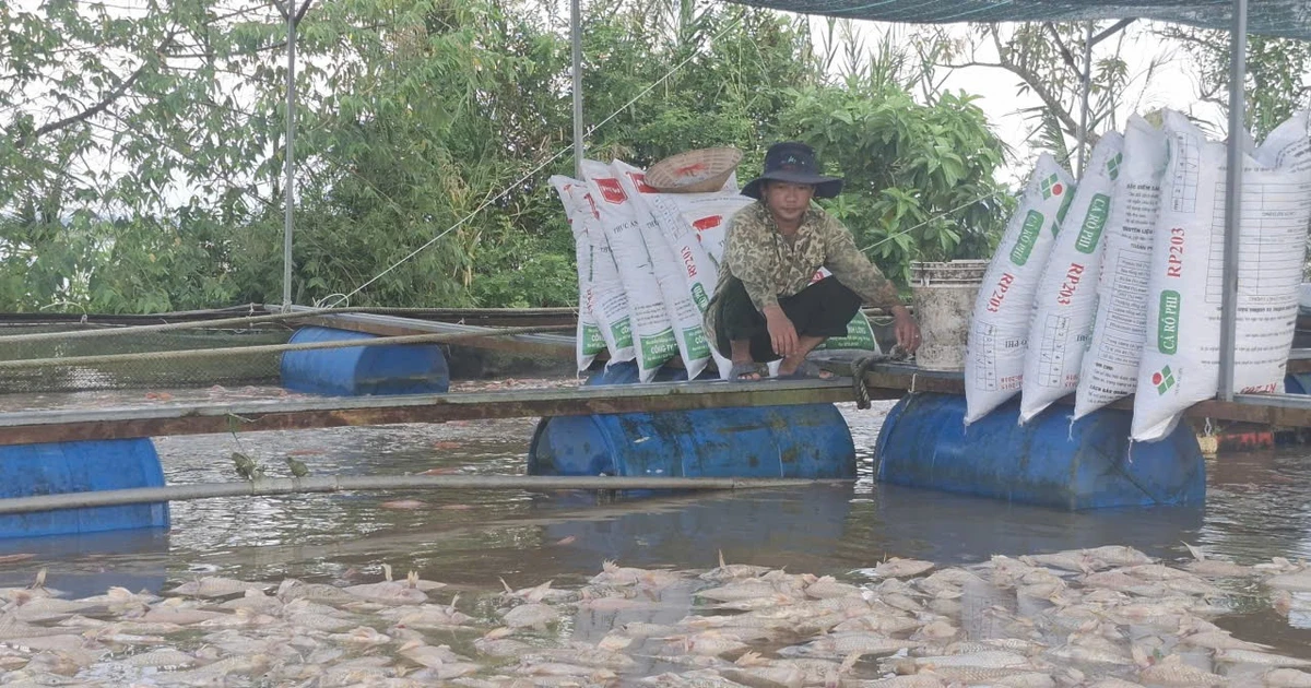 Hàng nghìn tấn cá lồng bè bị chết, nhiều người dân trắng tay sau bão