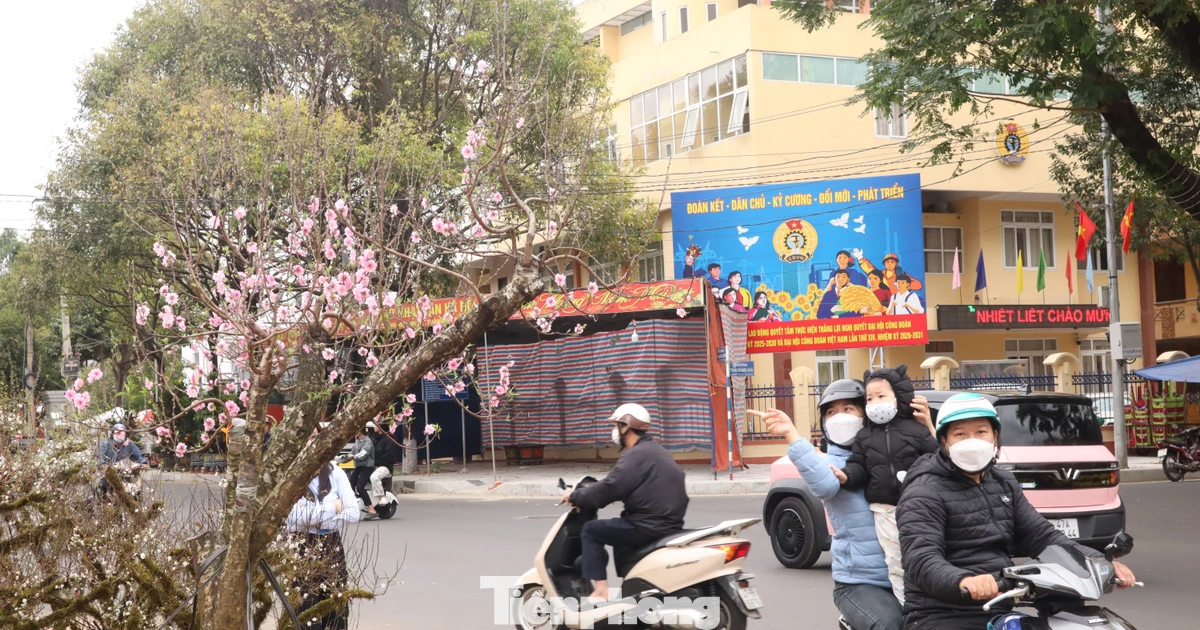 Ngợp sắc xuân với muôn loài 'kỳ hoa, dị thảo' ở Đắk Lắk