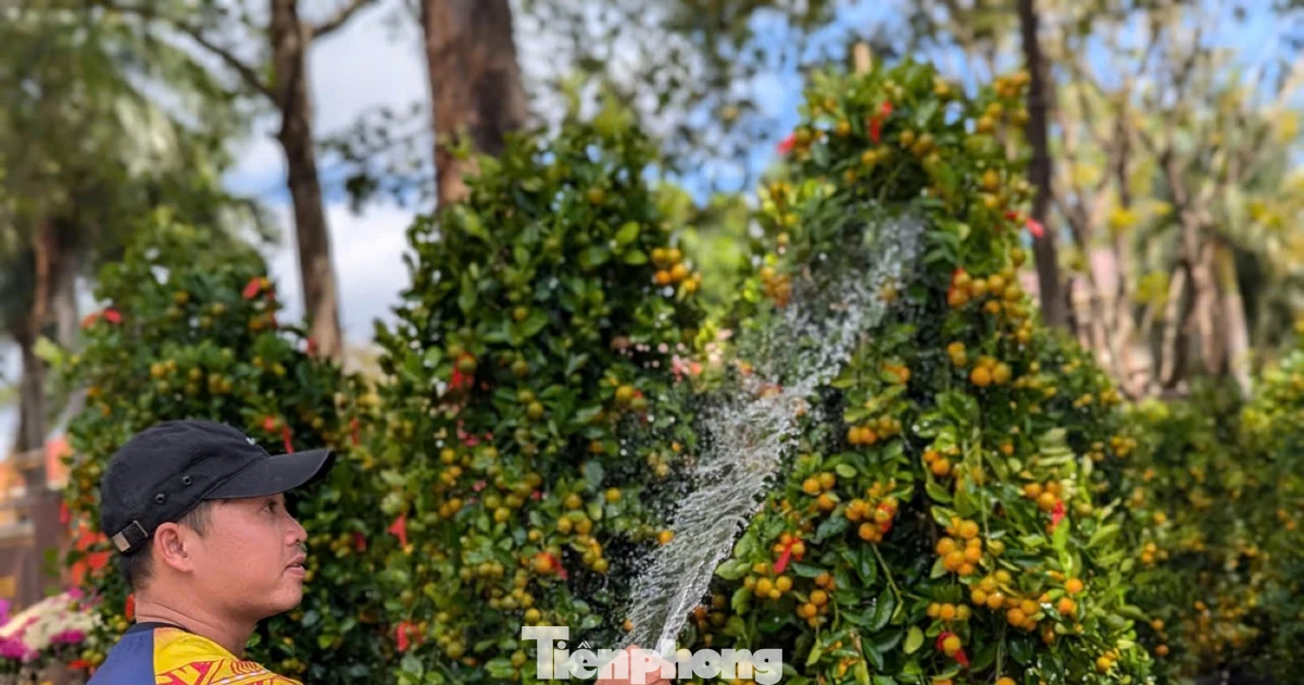 Quất, mai vùng lũ rũ bùn, vượt hàng trăm cây số bung nở giữa đất trời Buôn Ma Thuột