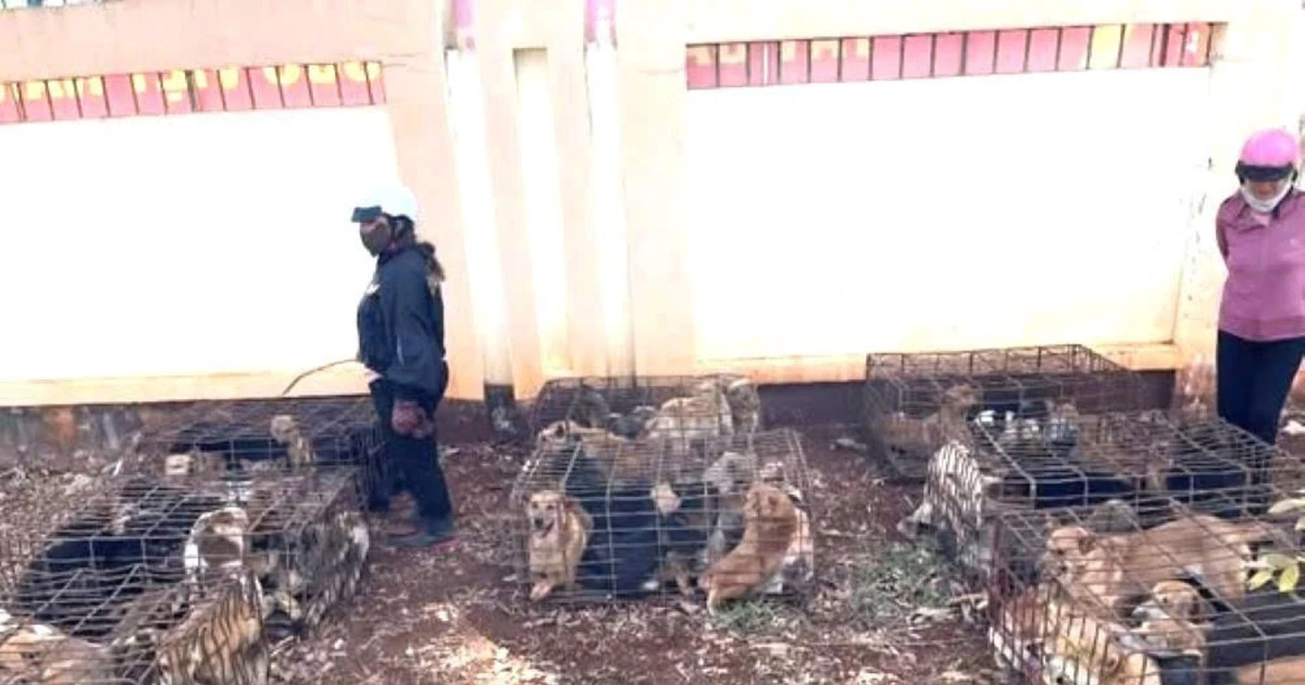 Công an phát hiện ‘trại’ chó gần 70 con nghi bị trộm