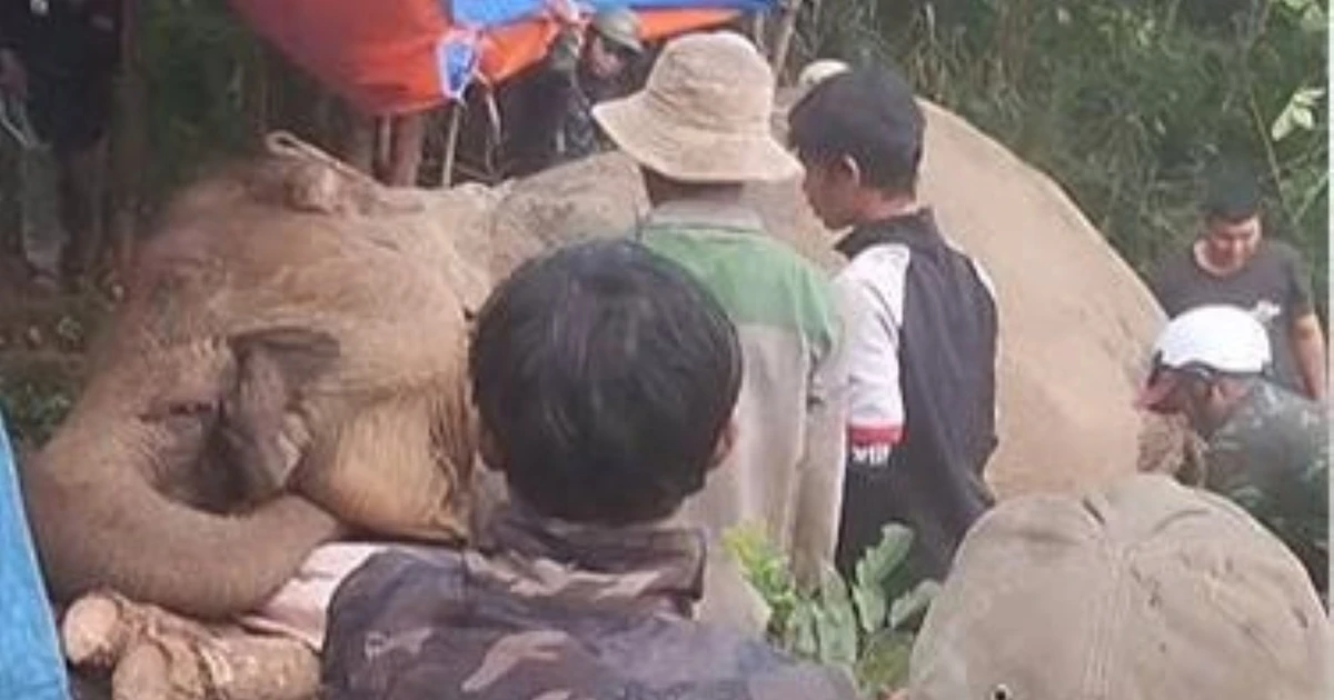 Voi cái ở Đắk Lắk chết với vết thủng ở bụng