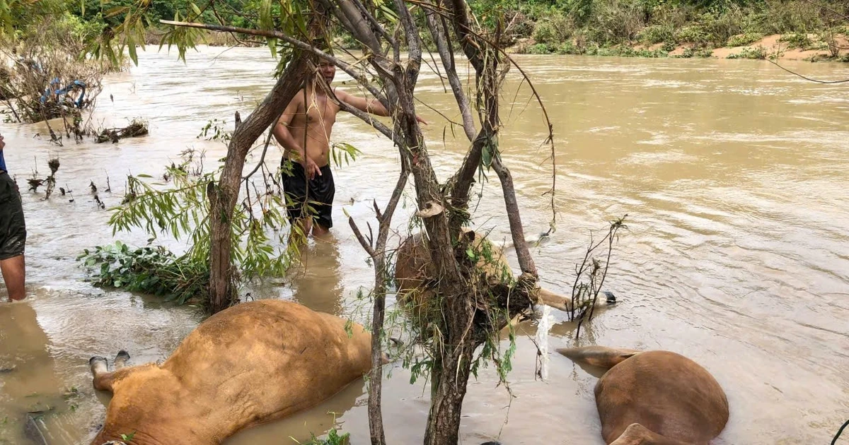 Nước dâng cao sau mưa lớn, nhiều gia súc ở Đắk Lắk chết bên bờ suối