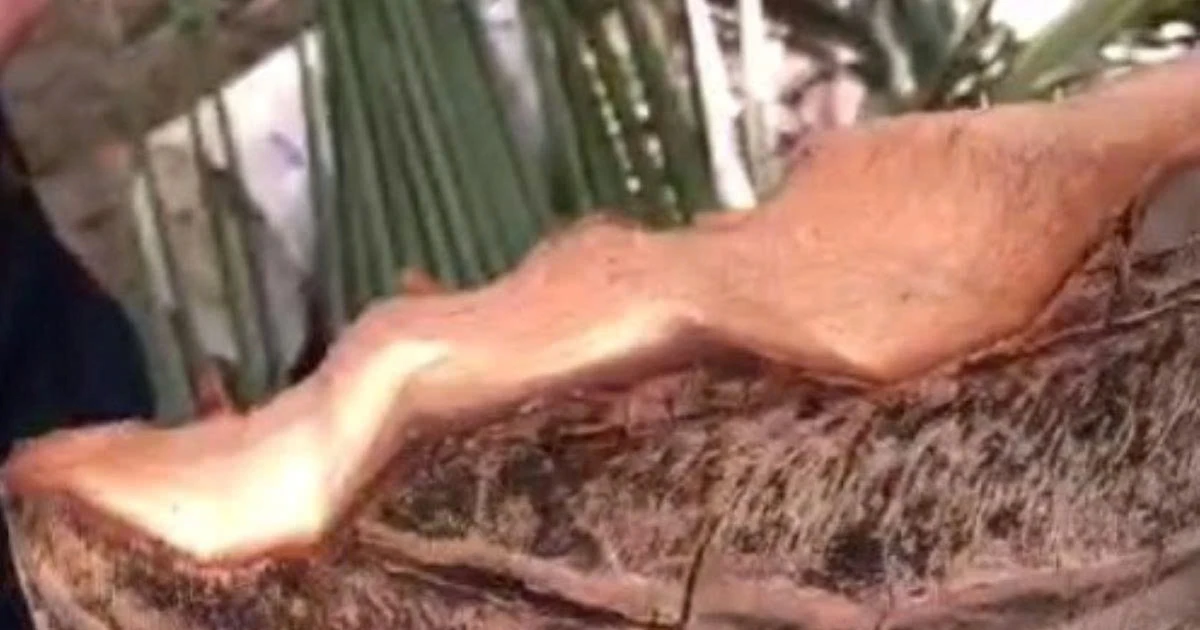 Thực hư clip 6 triệu view ‘tôn bay cắt đứt cây dừa’