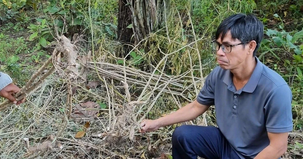 Voi rừng áp sát khu dân cư, tấn công voi nhà ở Đắk Lắk