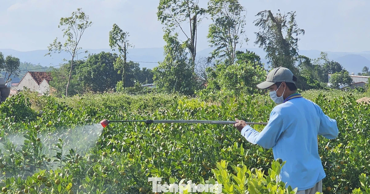 ‘Canh bạc’ khó lường ở làng hoa Đắk Lắk vừa bị bão lũ quật tả tơi