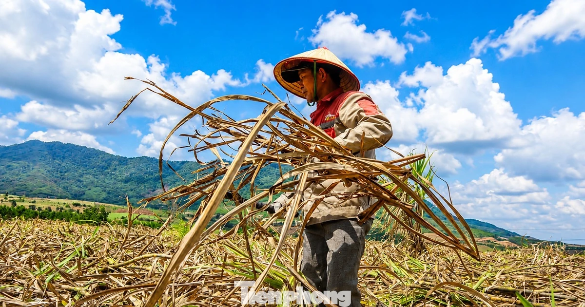 Vựa mía lớn nhất nước lao đao