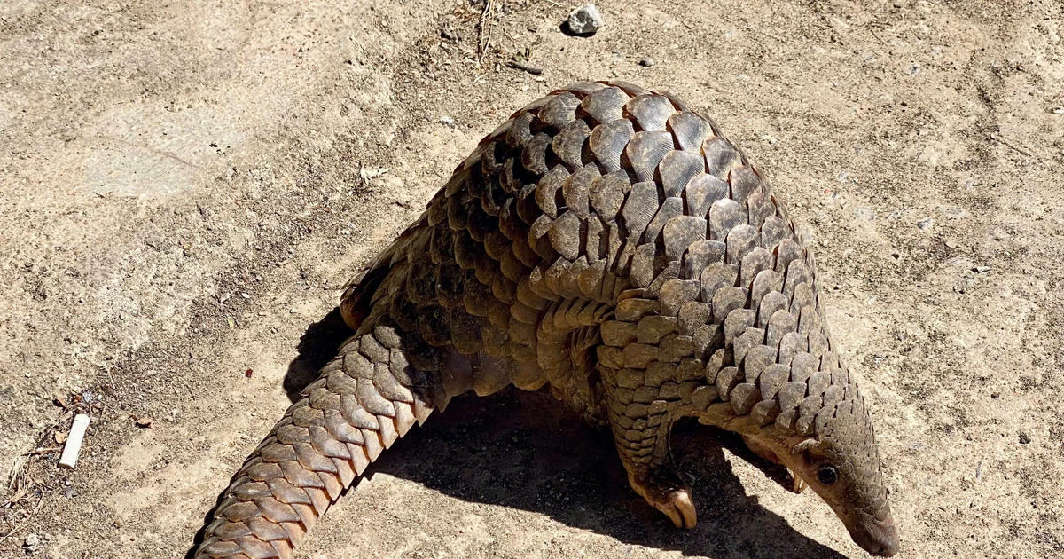 Phát hiện tê tê Java nặng 2,2kg lạc vào nhà dân