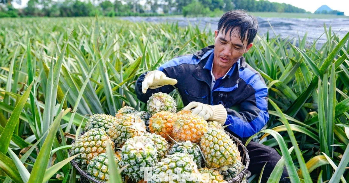 Thu hoạch dứa dưới thời tiết 40 độ C