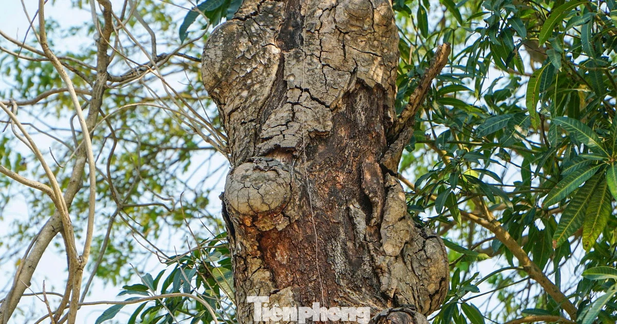 Hàng trăm cây xanh trong công viên ở Thanh Hóa bị chết, héo úa