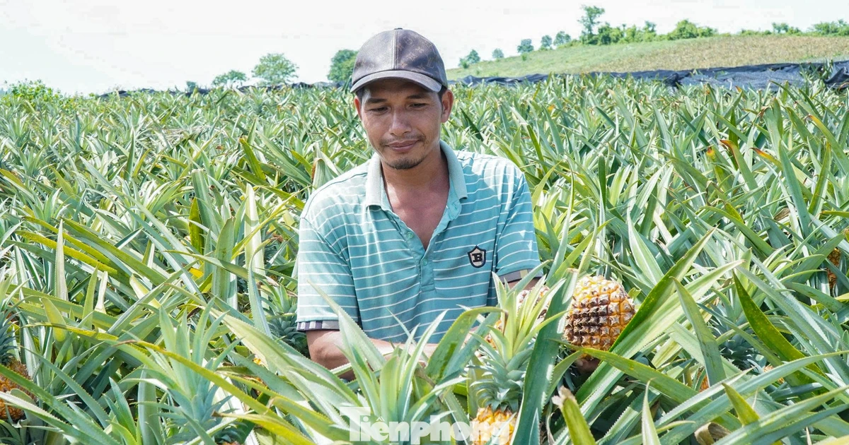 Buốt ruột nhìn ruộng dứa chín la liệt, không ai mua