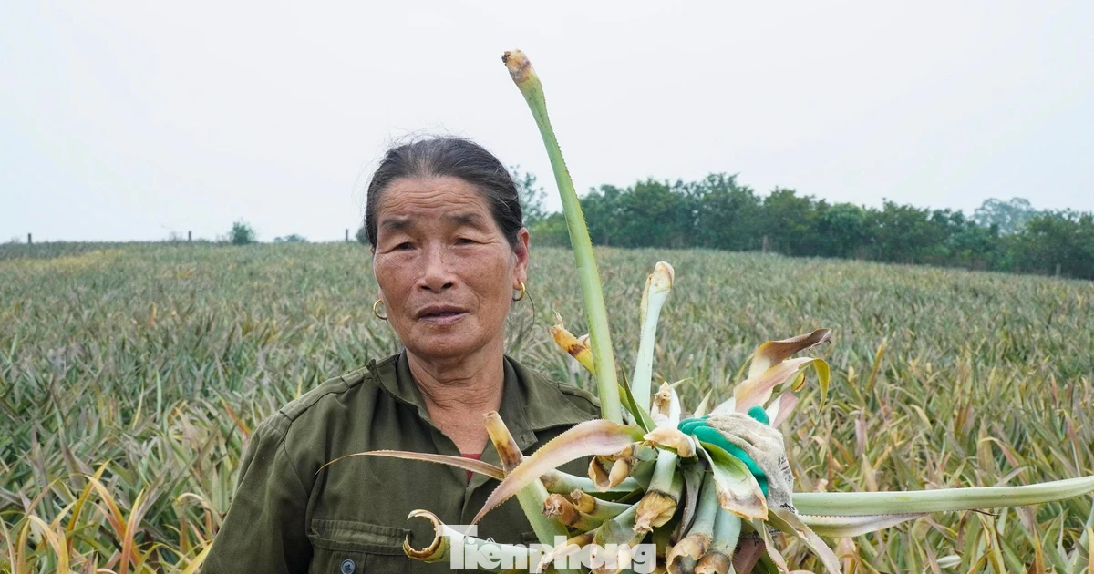Hàng trăm ha dứa chết thối gốc, nông dân điêu đứng