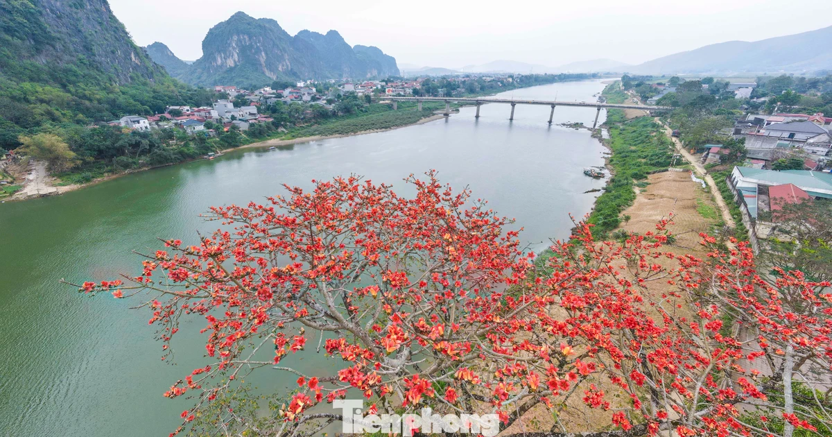 Mê mẩn hoa gạo đỏ rực, 'thắp lửa' ven sông