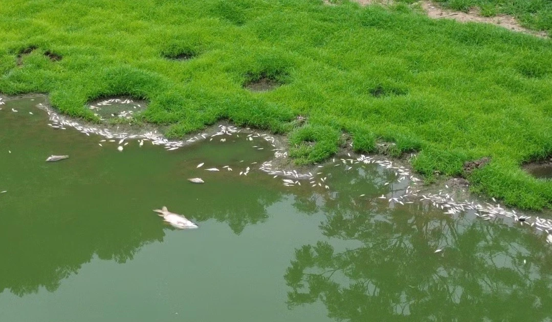 Làm rõ nguyên nhân cá chết trắng hồ