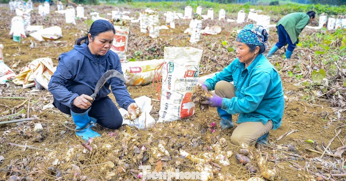 Vùng trồng dong riềng lớn nhất Thanh Hóa
