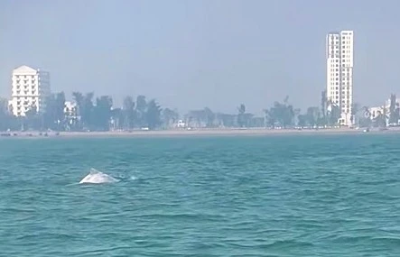 Thích thú đàn cá heo xuất hiện sát biển Sầm Sơn