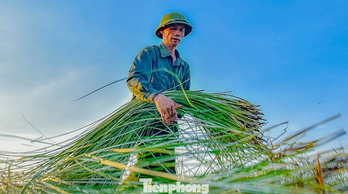Nông dân ‘vương quốc cói’ tất bật vào vụ thu hoạch