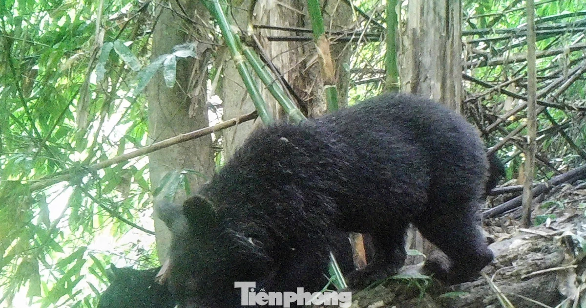 Tận thấy những loài động vật quý, hiếm tại vùng núi Thanh Hóa