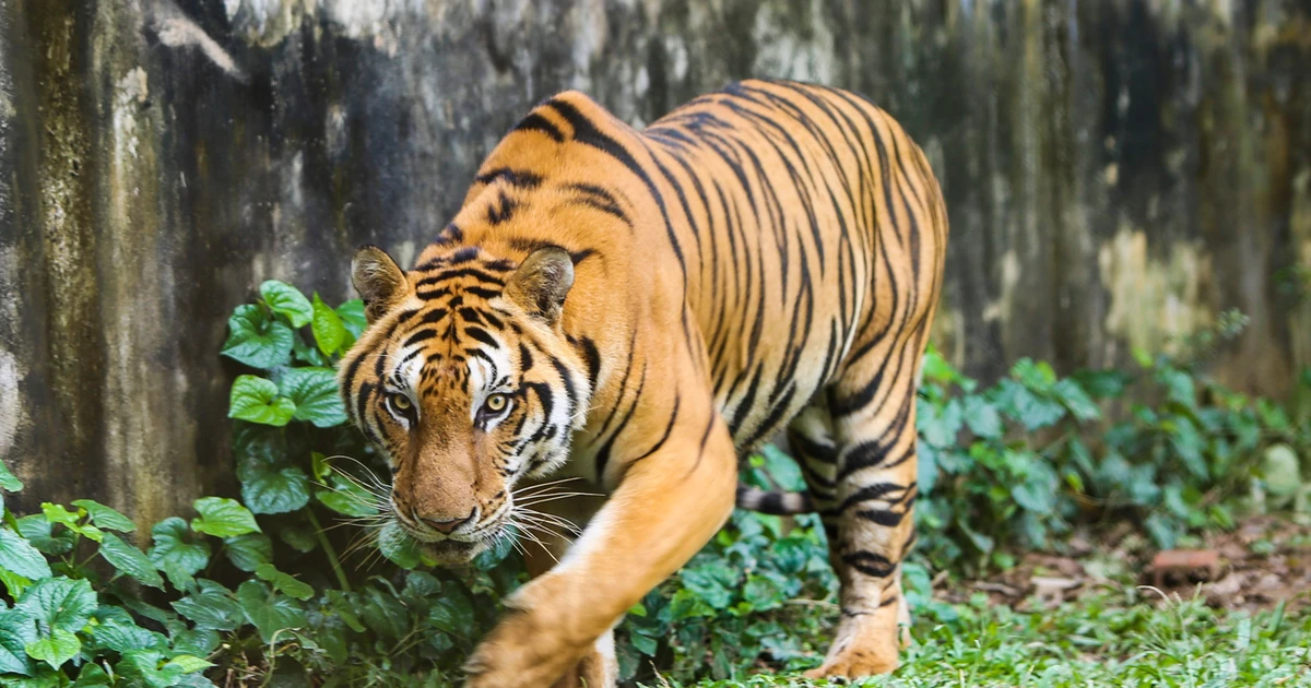 View - Bí ẩn phía sau quyết định chuyển giao đàn hổ 9 con ở Thanh Hóa | Báo Tri thức và Cuộc sống - TIN TỨC PHỔ BIẾN KIẾN THỨC 24H