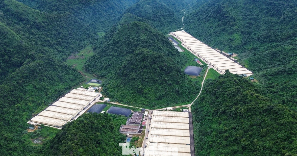 Vụ tai nạn trong trại lợn làm 5 người chết: Doanh nghiệp từng bị xử phạt về môi trường