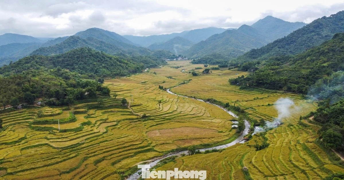 Vàng rực cánh đồng lúa nếp Cay Nọi mỗi năm chỉ có một lần