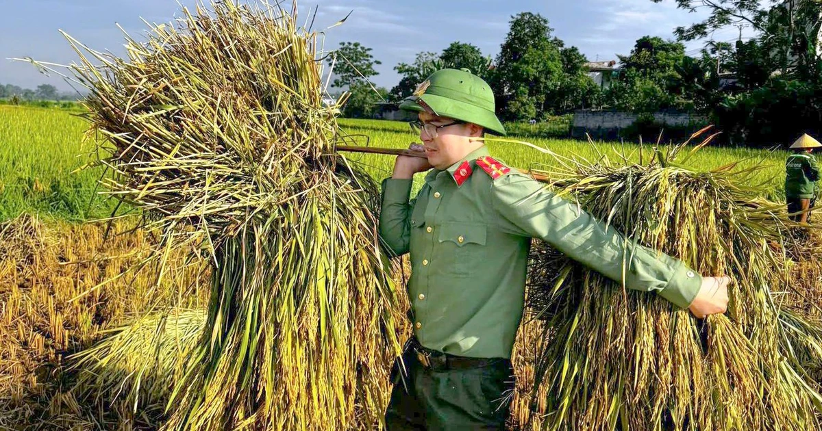 Công an lội ruộng giúp dân mùa gặt